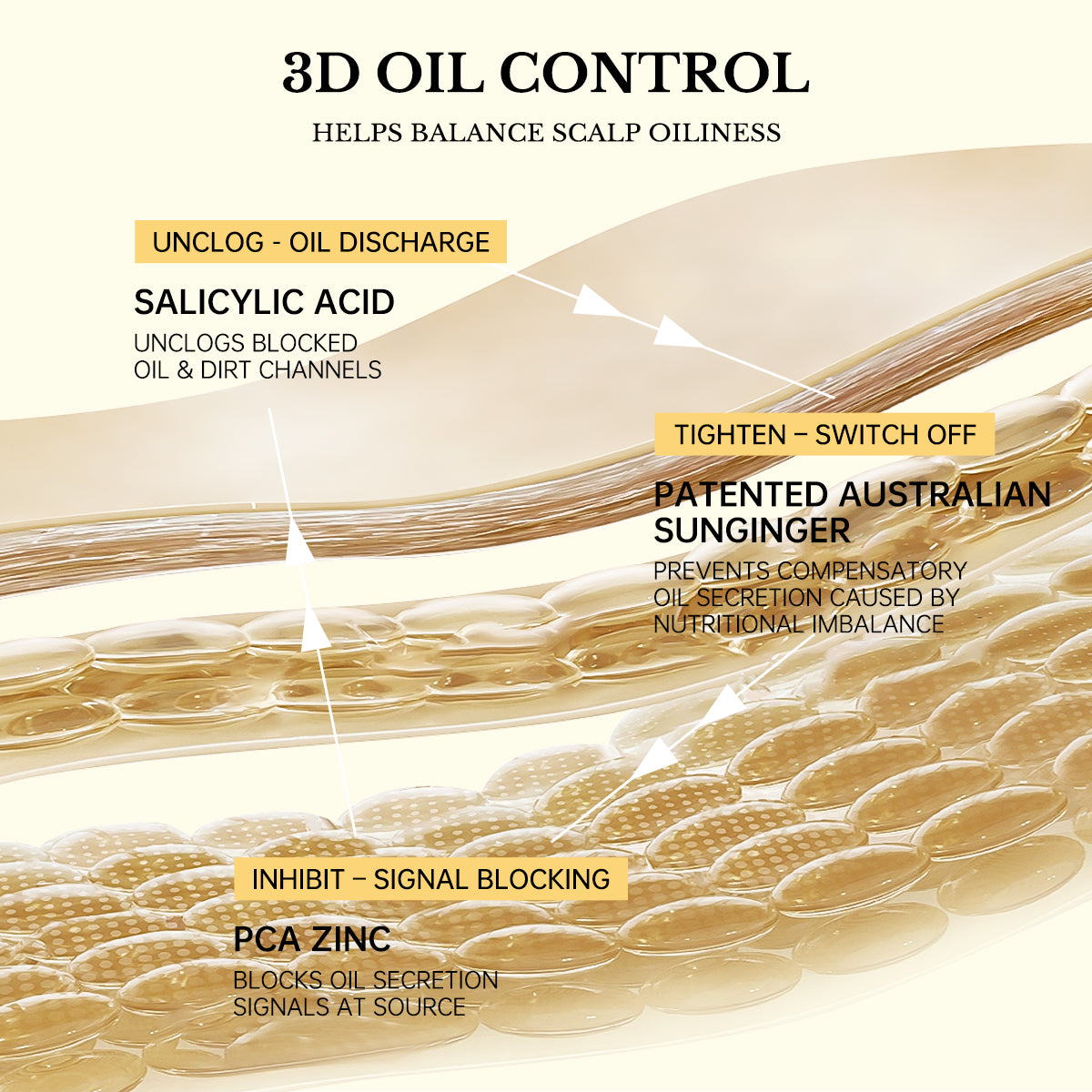 Diagram showing gingerol nutrients penetrating the hair follicle for root strengthening.